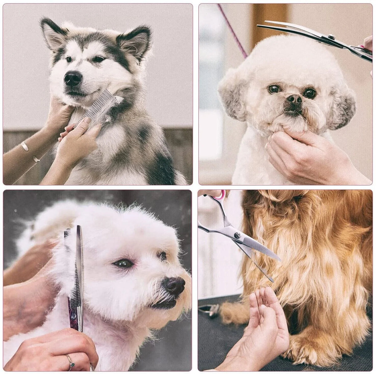 Professional Stainless Steel Pet Dog Grooming Scissors Set - Straight, Curved, and Thinning Shears